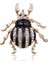 Cerambycidae Moda Mineli Böcek Rozeti Boyama Taşlı Broş Insekt, Vahşi, Alaşım Renkli, Göğüslük (Yurt Dışından) 5