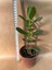 Şans ve Para Çiçeği Crassula Ovata Orta Boy Tekli 8 cm Saksıda 4