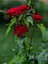 Videolu Kadife Kırmızı Gül Fidanı 6 Adet Yediveren Kokulu Saksılı 50-75 cm (Velvet Red Rose) 1