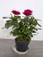 Videolu Kadife Kırmızı Gül Fidanı 6 Adet Yediveren Kokulu Saksılı 50-75 cm (Velvet Red Rose) 3