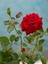 Videolu Kadife Kırmızı Gül Fidanı 6 Adet Yediveren Kokulu Saksılı 50-75 cm (Velvet Red Rose) 4
