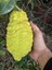 Tüplü 4 Yaş Bergamot Limon (Cıtrus Bergamia) Fidanı Boy 150-200CM 1