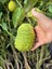 Tüplü 4 Yaş Bergamot Limon (Cıtrus Bergamia) Fidanı Boy 150-200CM 3