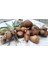 Yeni Sezon Salep Orkidesi Fidesi 1 kg 2
