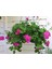 Sakız Sardunya – Pelargonium Peltatum (Askılı Saksıda) 1