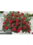 Sakız Sardunya – Pelargonium Peltatum (Askılı Saksıda) 2
