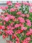 Sakız Sardunya – Pelargonium Peltatum (Askılı Saksıda) 3
