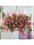 Sakız Sardunya – Pelargonium Peltatum (Askılı Saksıda) 4
