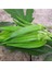 Okra Bamya Tohumu 50 gr Tohum Aksaray Tohumculuk 1