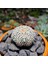 Astrophytum Asterias 5 cm Boyutunda Özel Tür Kaktüs 2