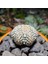 Astrophytum Asterias 5 cm Boyutunda Özel Tür Kaktüs 3