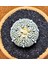 Astrophytum Asterias 4,5 cm Boyutunda Özel Tür Kaktüs 1