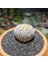 Astrophytum Asterias 4,5 cm Boyutunda Özel Tür Kaktüs 2