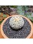 Astrophytum Asterias 4,5 cm Boyutunda Özel Tür Kaktüs 3