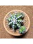 Gymnocalycium Trex 5 cm Özel Tür Kaktüs 1