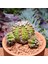 Gymnocalycium Trex 5 cm Özel Tür Kaktüs 2