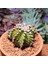 Gymnocalycium Trex 5 cm Özel Tür Kaktüs 3