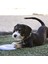 Puppy Yavru Köpek İçin Frizbi 2