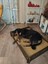 Bilbao Xxl Büyük Köpek Yatağı. 70*100 cm Şık Tasarım Rahat Minderi ile Beraber 5
