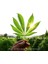 American Cannabis Story - David Goodman 1