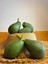 1 kg Avokado Taze Hasat 1