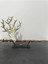 Harry Potter Bronz Mürver Asa 28CM - Dumbledore Ikonik Elder Wand - Asa Standı Hediyeli 1