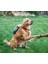 Kedi Köpek Kurulama Havlusu Süper Su Emici Tüm Irk Köpekler ve Kediler Için Çiş Alezi Hediyeli 4