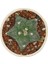 Astrophytum Asterias Kikko / Kaktüs 3
