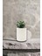 Astrophytum Asterias Kikko / Kaktüs 4