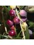 Sınırlı Stok Tüplü Kalamata Zeytini (Yunan Menşei) Fidanı 1