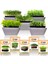 5 Paket Mikro Yeşillik Için Microgreen Organik Marul Lahana Yonca Bezelye Kırmızı Lahana Tohumu 3