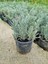Lavanta Fidanı 1 Adet 10-30 cm 1 Yaş (Lavandula Intermedia) 1