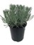 Lavanta Fidanı 1 Adet 10-30 cm 1 Yaş (Lavandula Intermedia) 2