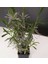 Lavanta Fidanı 1 Adet 10-30 cm 1 Yaş (Lavandula Intermedia) 3