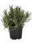Lavanta Fidanı 1 Adet 10-30 cm 1 Yaş (Lavandula Intermedia) 4
