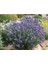 Kuzeybatı Moru Lavanta Fidanı 2 Adet 20-30 cm (Lavandula Intermedia) 3