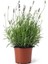 Lavanta Fidanı 20 Adet 15-25 cm Intermedia 5