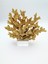 Kristal Kaideli Mercan Gold 1