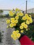 Buğday Sarısı Kasımpatı Krizantem Chrysanthemum Çiçeği 10-20 cm 1