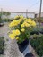 Buğday Sarısı Kasımpatı Krizantem Chrysanthemum Çiçeği 10-20 cm 2