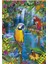 Puzzle 500 Parça Bird Tropical Land 15512 3