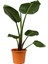 Orta Boy Starliçe Üretim Saksılı Strelitzia 50 - 70 cm Salon Çiçeği 3