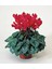 Sıklamen Çiçeği Kırmızı - Cyclamen 20 - 30 cm Çiçekli Bodur Bitki 1