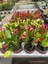 Yılbaşı Çiçeği Pembe Renk 1 Adet 10 - 20 cm Saksılı İç Mekan Salon Çiçeği 1