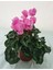 Sıklamen / Tavşan Kulağı / Cyclamen Alacalı Koyu Lila Hediyelik Çiçek 1