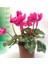 Sıklamen Çiçeği Cyclamen 20 cm - 30 cm Cyclamen 1