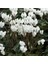 Beyaz Siklamen Çiçeği 5 Adet Cyclamen 3