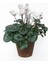 Beyaz Siklamen Çiçeği 5 Adet Cyclamen 5