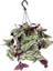 Alacalı Zebra Telgraf Çiçeği 1 Adet Makrome Saksılı 30 - 50 cm 2