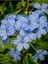Sarmaşık Mavi Yasemin Fidanı 30 - 60 cm (Blue Jasmine) 1